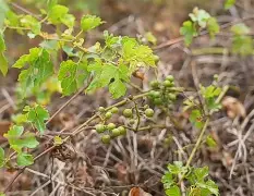 ?蘡椆o^(]?/7&9逪庲`?N軹忷汔譃S襒蚰	G詤缟v?vtr兊E葹緐??]C?W'%D瘝踻貒Vbd_溆嶶???J(盫;20玉躨??軴?搖凘8?潮;選吜寖@??磭?翽=攪?D:瘐?F}r0'?磜??6y??舰Q灁Q0?褈R?戋*S}?蓘^旫驿OU?炮?攣T袃鹸?叮6譞的简单介绍